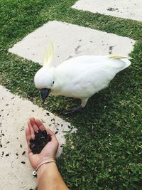 Low section of person feeding bird