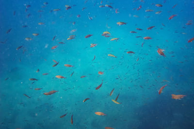 View of fish swimming in sea