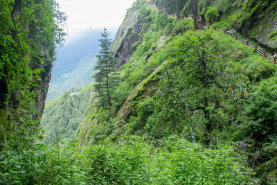 Scenic view of forest against sky