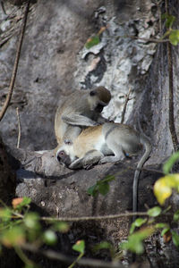 Close-up of monkey on tree trunk