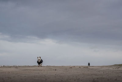 View of a dog on landscape