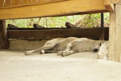 View of a sleeping dog