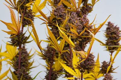 Close-up of flowering plants against trees