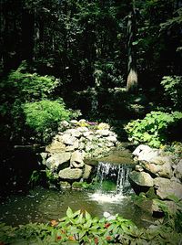 Plants and trees in water