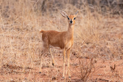 Side view of cheetah standing on field