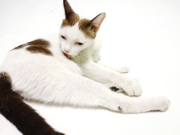 Close-up of a cat lying on white background