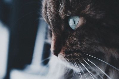 Close-up of cat