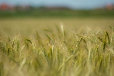 Close-up of wheat field