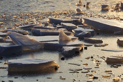 High angle view of shells on shore