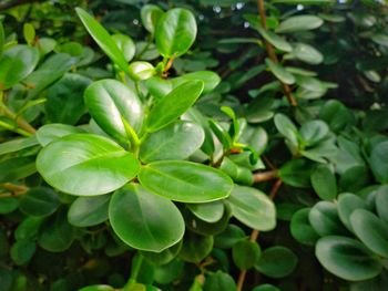 Close-up of green leaves