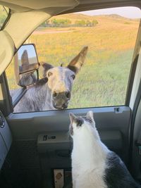 Louie the cat meets donkey