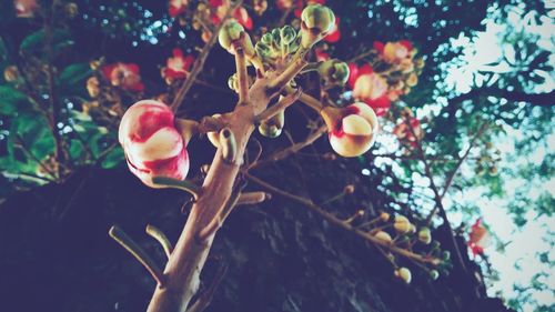 Low angle view of plant growing on tree