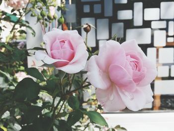 Close-up of pink rose