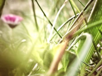 Close-up of flowering plant