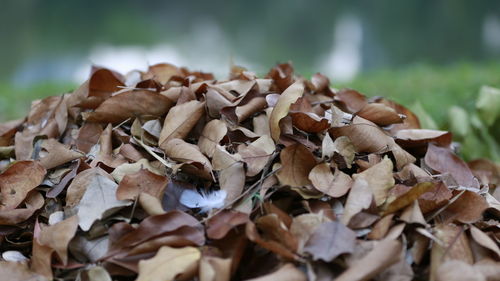 Close-up of mushrooms growing on field