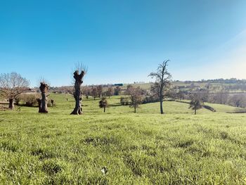 Trees on field against clear sky