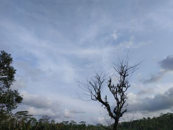 Low angle view of bare tree against sky