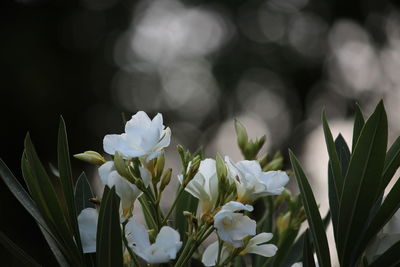 Close-up of white flowering plants