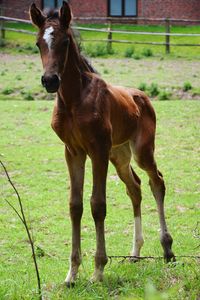 Horse standing in field