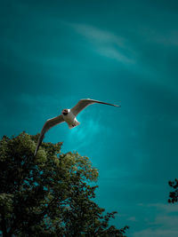 Low angle view of bird flying against sky