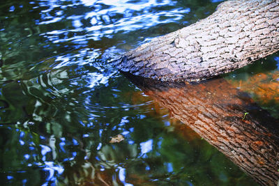 High angle view of crocodile in lake