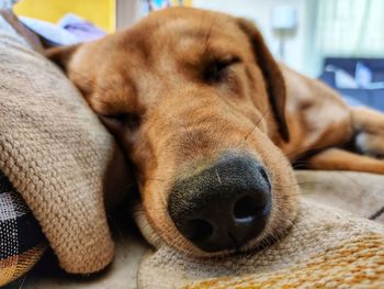 Close-up of dog resting on bed