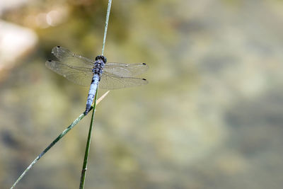 Close-up of dragonfly