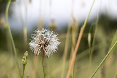 Close-up of dandelion on field