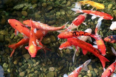 View of koi carps swimming in sea