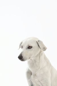 Close-up of dog sitting against white background