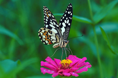 Close-up of butterfly pollinating on flower