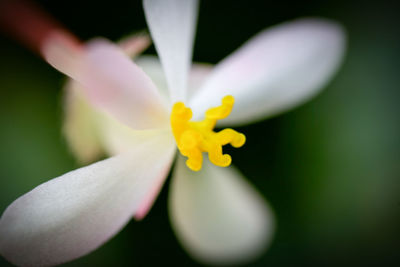 Close-up of white crocus blooming outdoors