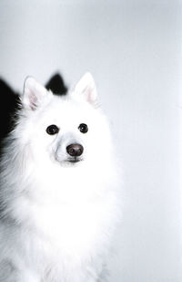 Close-up portrait of a dog