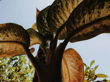 Low angle view of statue against clear sky