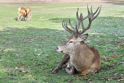 Deer in a field