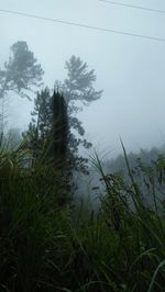 Trees and plants on land against sky