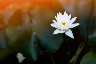 Close-up of white flowering plant