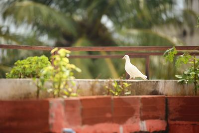 Bird perching on railing