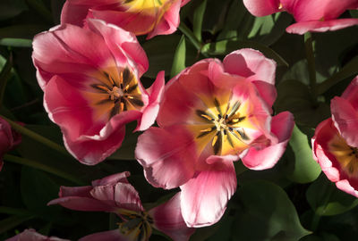 Close-up of pink flowering plants in park