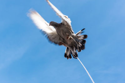 Low angle view of seagull flying against clear blue sky