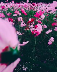 Close-up of pink flowers