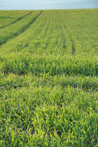 Scenic view of agricultural field