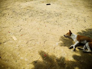 High angle view of dog sitting on land