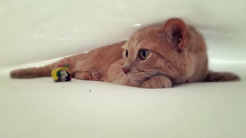 Cat resting on floor