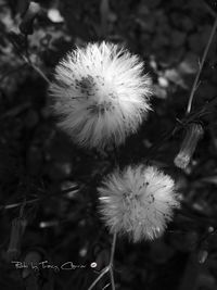 Close-up of dandelion flower