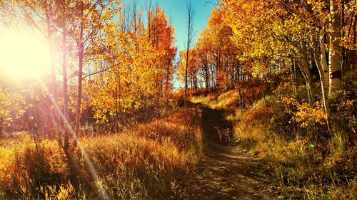 Sun shining through trees