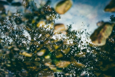 Close-up of tree against sky