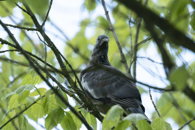 Low angle view of bird perching on branch