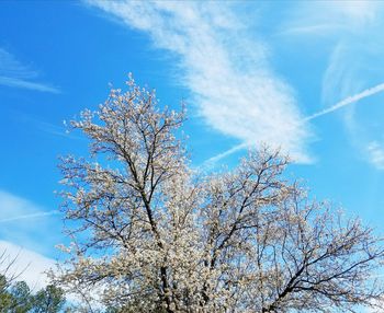 Low angle view of tree against blue sky