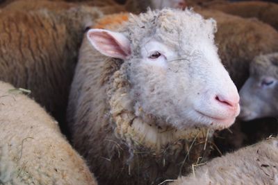 Close-up of sheep on field